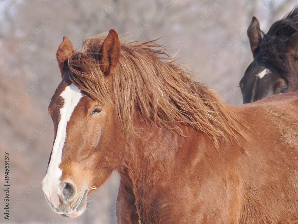 Obraz premium 十勝牧場の馬追い運動 2026年