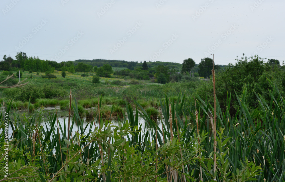 Obraz premium Serene Summer Wetland with Tall Reeds and Pond copy space