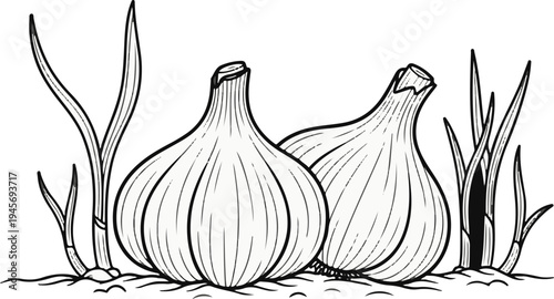 Two bulbs of garlic with green shoots emerging from the ground