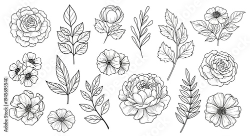 Botanical line art collection features various detailed floral elements and delicate leafy.