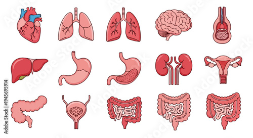 Collection of major human internal organ illustrations depicts vital anatomy for medical.