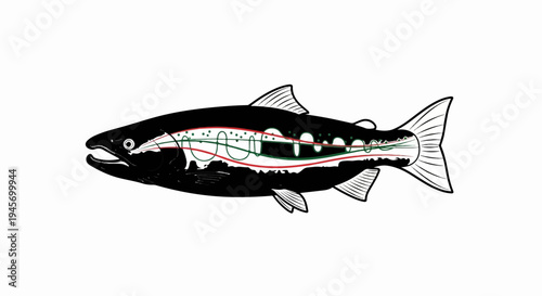 Black fish illustration with internal circulatory and digestive system lines