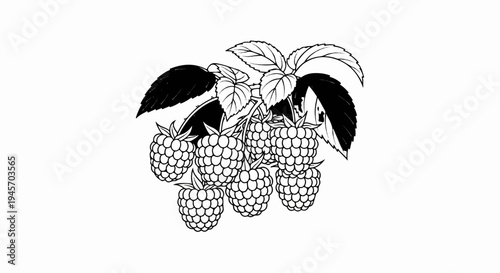 Black and white line drawing of a raspberry bush branch with fruit