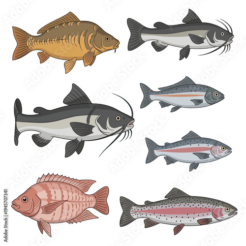 Freshwater Fish Bundle vector fish illustration including carp, catfish, tilap 1 gigapixel art height 4000px.eps, Wildlife Animal Vector Illustration Bundle, Isolated Design Set