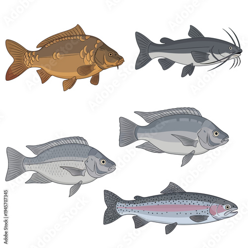 Freshwater Fish Bundle vector fish illustration including carp, catfish, tilap 2 gigapixel art height 4000px.eps, Wildlife Animal Vector Illustration Bundle, Isolated Design Set