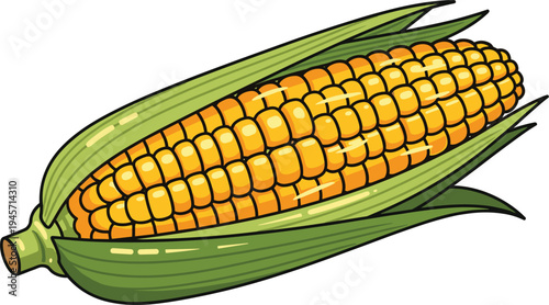Ripe corn cob with partially open green husk and golden kernels fresh maize farm vegetable food vector illustration