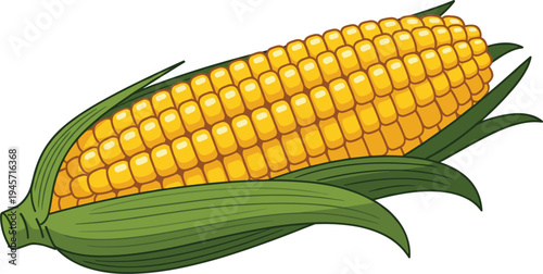 Fresh corn cob with green husk and golden kernels farm vegetable isolated agricultural food vector illustration