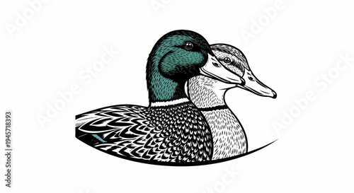 Two ducks, one with a green head, are depicted in a close-up, black and white illustration