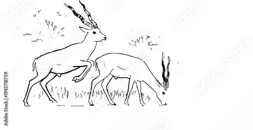 Two gazelles in a field, one standing, one grazing
