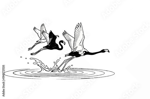 Three black and white flamingos take flight from rippling water