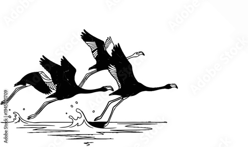 Three black flamingos take flight from the water's surface