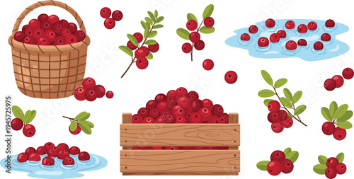 Lingonberry Harvest Clipart Set with Basket, Wooden Crate, Fresh Red Berries, Branches and Wild Forest Fruit for Organic Food Design