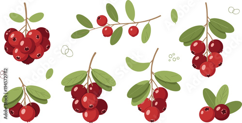 Lingonberry Branch Clipart Set with Red Wild Berries, Leaves and Forest Berry Clusters for Organic Food, Nature and Botanical Design
