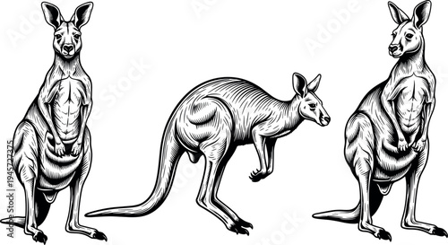 Hand drawn kangaroo illustration set in vintage engraving style, detailed monochrome wildlife animal poses including standing and jumping marsupial, nature zoology concept isolated on background.