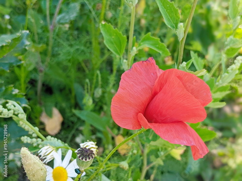 A beautiful poppy flower blooms in the meadow