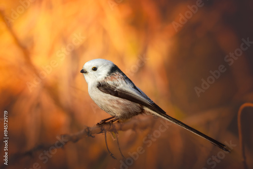 Bird Long-tailed tit Aegithalos caudatus perched on tree Poland Europe bird in warm light