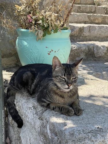 Tabby cat lounging on stone step beside flower pot