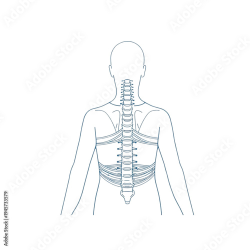 Human Spine Anatomy: Back Posterior View Line Art Illustration. Ai generated