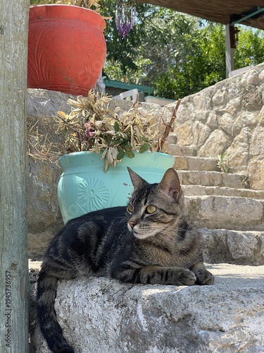 Tabby cat alert beside colorful pots on stone steps