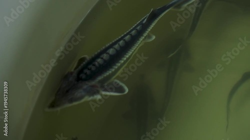 Overhead view of two sturgeon fish swimming in a shallow aquaculture tank at a fish farm.