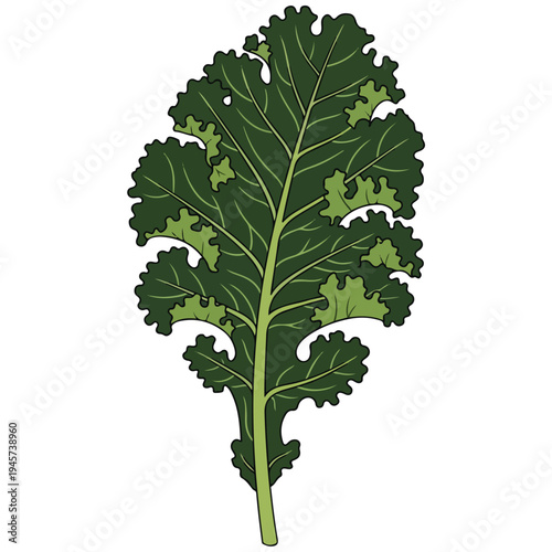 Curly Kale Leaf Flat Vector Illustration