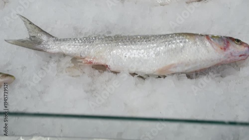 Large sturgeon fish swim in a circular aquaculture tank at an indoor commercial fish farm.