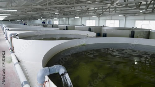 Rows of large circular aquaculture tanks in a modern indoor fish farming facility.