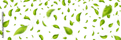 Green flying leaves banner. Leaf falling frame. Wave foliage ornament. Vegan, eco, organic product. Cosmetic pattern. Spring tree plant design. Fresh mint tea background. Air wind. Vector illustration