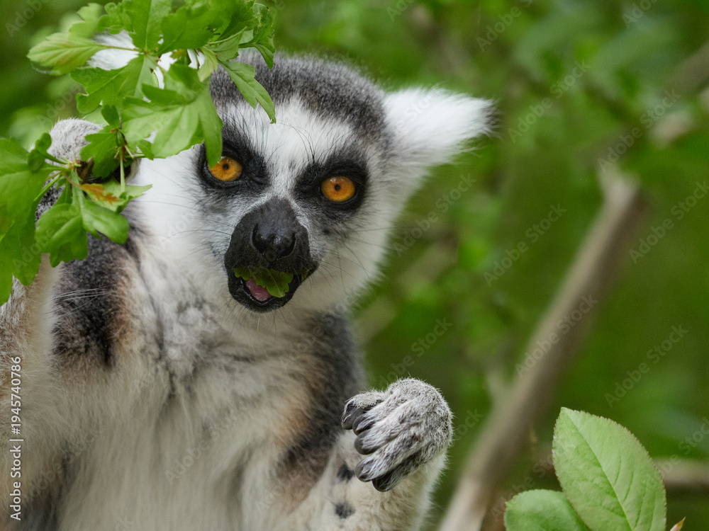 Naklejka premium Ring tailed lemur eating green leaf in natural forest habitat