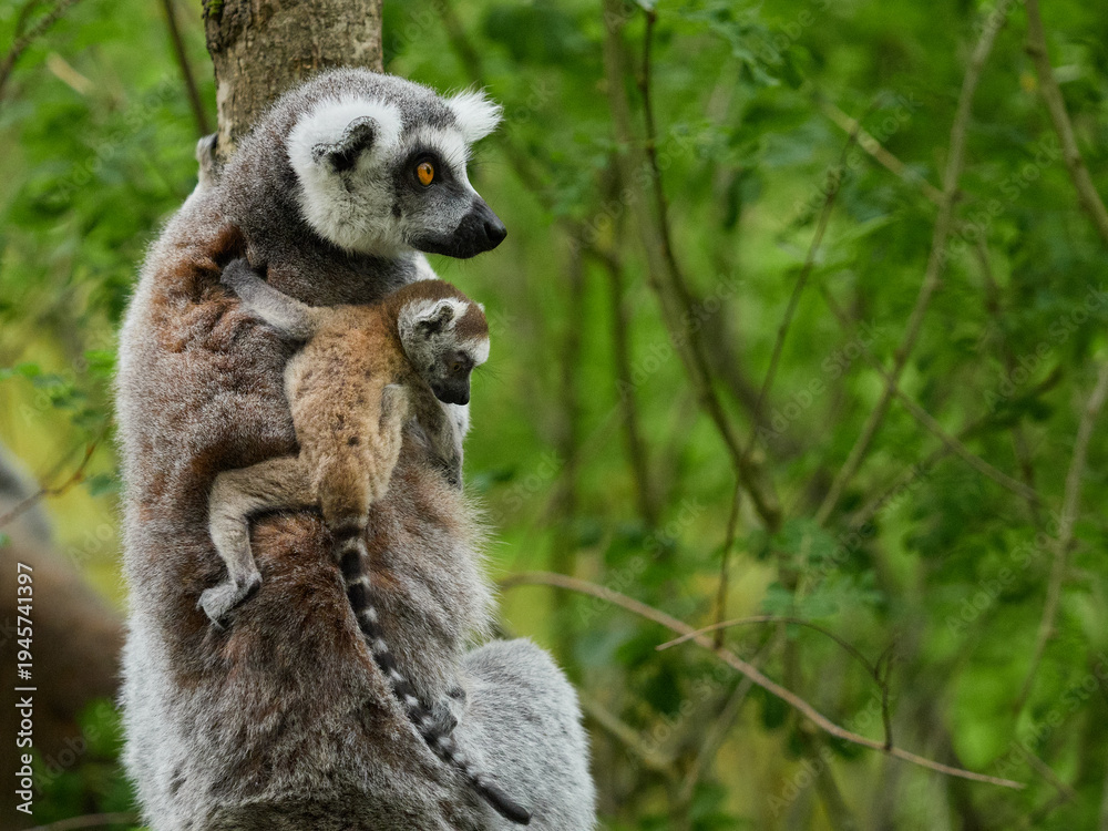 Obraz premium Ring-tailed lemur mother carrying baby on her back in green forest habitat