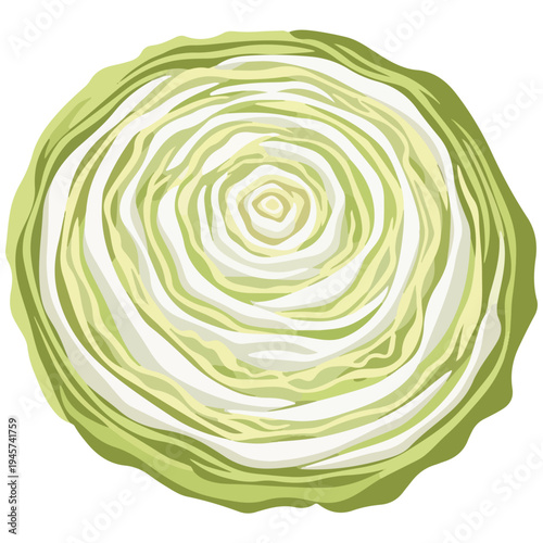 Sliced Green Cabbage Cross Section Flat Vector Illustration