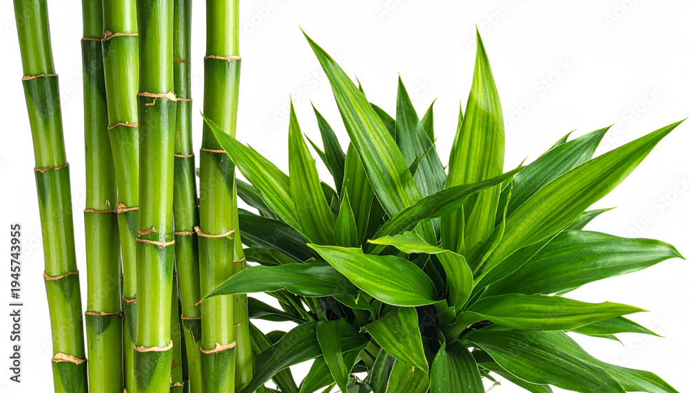 Obraz premium Healthy green bamboo stalks alongside a bushy green plant with pointed leaves