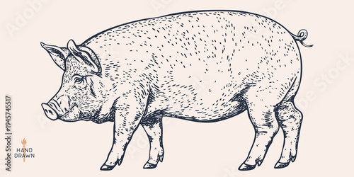 Detailed pig engraving, black vintage etching lines. Traditional butcher shop branding, rustic farm livestock emblem. Quality pork culinary heritage symbol, organic food sign. Vector Illustration