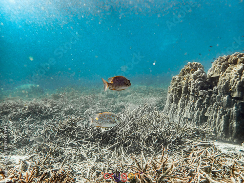 Quadro su tela Two spotted rabbitfish swim above a bleached coral reef in the crystal-clear turquoise waters of Koh Tao, Thailand