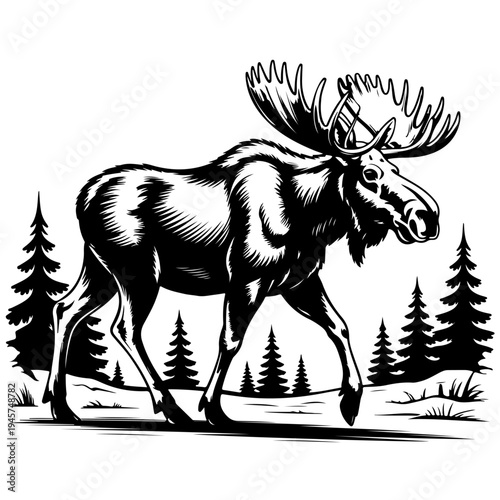 A moose standing in front of pine trees