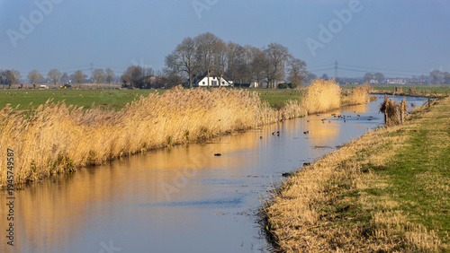 Quadro su tela Haarse Wetering in Baarn and Bunschoten-Spakenburg with yellow reeds in the pold