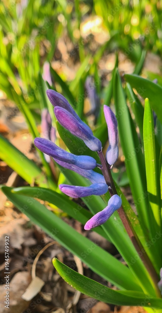 Fototapeta premium hyacinth flower in the garden