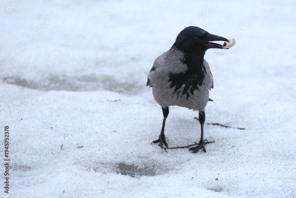 Obraz premium A crow standing in the snow holds a piece of bone in its beak