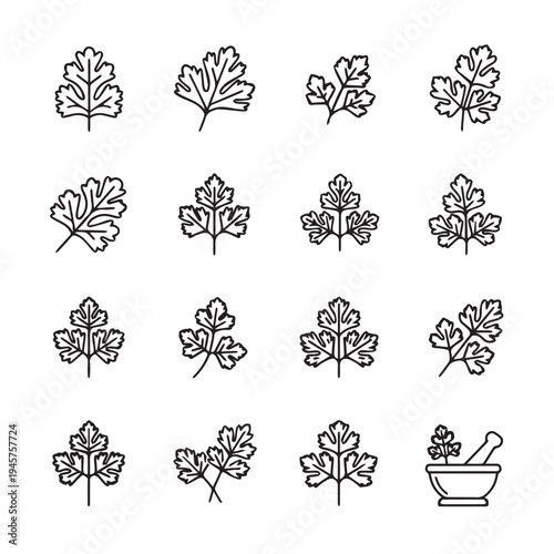 Parsley Leaves Icons and Mortar Pestle Icon Black Outline Isolated on White Background