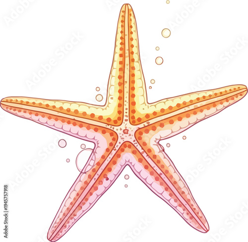A colorful starfish illustration with vibrant orange and pink hues on a white background