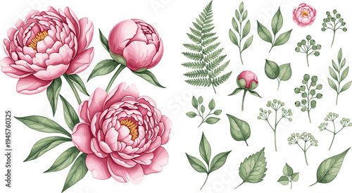 Pink peony flowers and green leaves botanical collection, elegant floral elements with fern foliage watercolor style vector illustration set