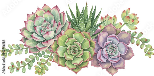A vibrant arrangement of succulents and cacti on a white background