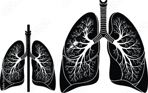 Human lungs anatomy illustration, respiratory system silhouette with trachea and bronchi branches, medical healthcare organ vector diagram