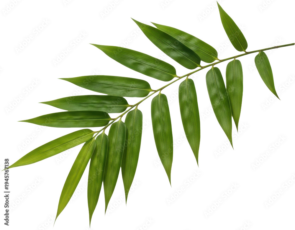 Fototapeta premium Green leafy branch with pointed leaves.