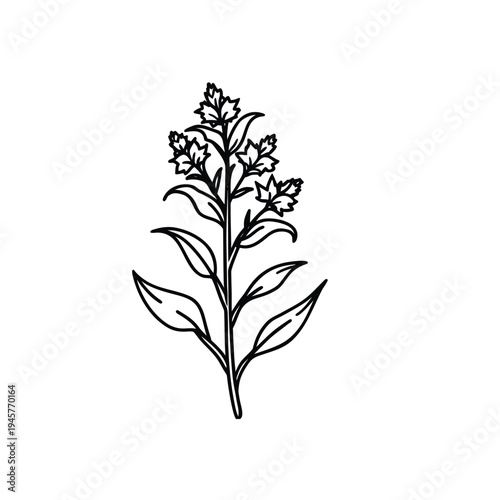 A minimalist black and white illustration of a flowering plant