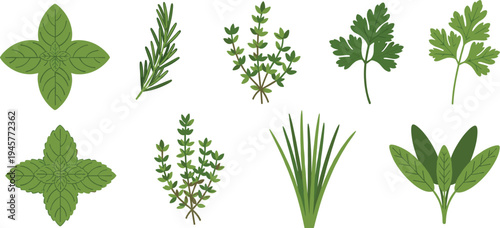 Fresh kitchen herbs vector set featuring basil, rosemary, thyme, parsley, chives, and sage leaves isolated on white background for culinary design.