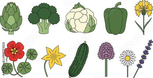 Organic vegetable and garden flower collection including broccoli, cauliflower, cucumber, pepper, artichoke, and blossoms isolated on white background flat vector illustration set