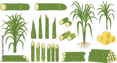 Set of Sugarcane Plants with Stalks, Fresh Green Leaves, Cut Pieces, Roots, Shoots and Brown Sugar Cubes Isolated on White Background