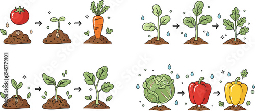 Vegetable plant growth stages vector illustration showing tomato, carrot, cabbage and pepper life cycle from seedling to harvest
