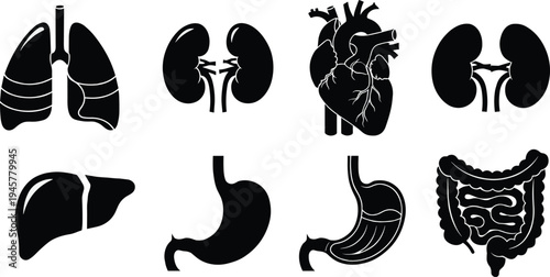 Set of human internal organs silhouettes including lungs kidneys heart liver stomach and intestines isolated for medical anatomy education healthcare biology illustration collection